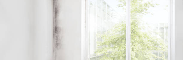 Best Black Mold Removal  in South Wallins, KY