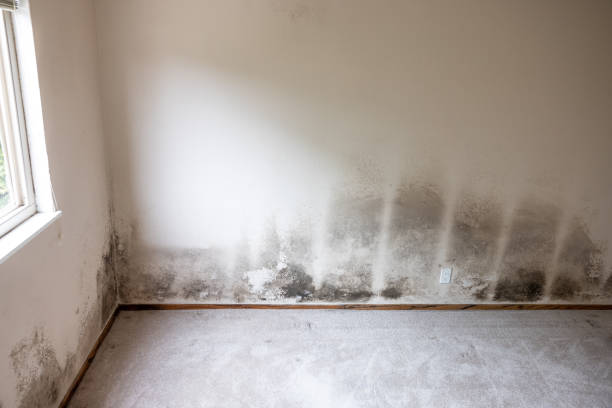 South Wallins, KY Mold Removal Company