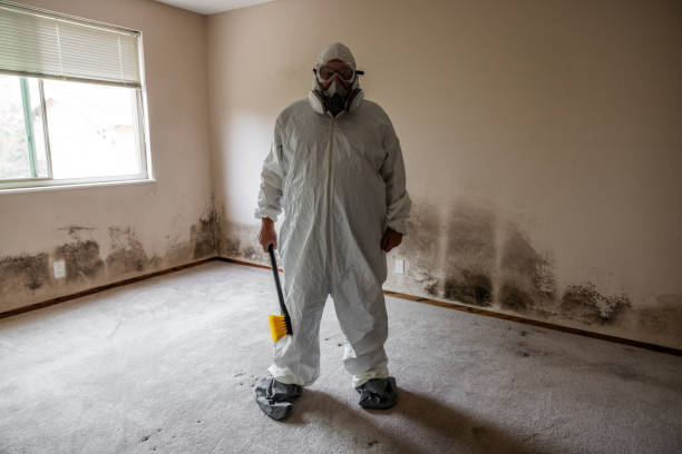 Best Mold Remediation for Rental Properties  in South Wallins, KY